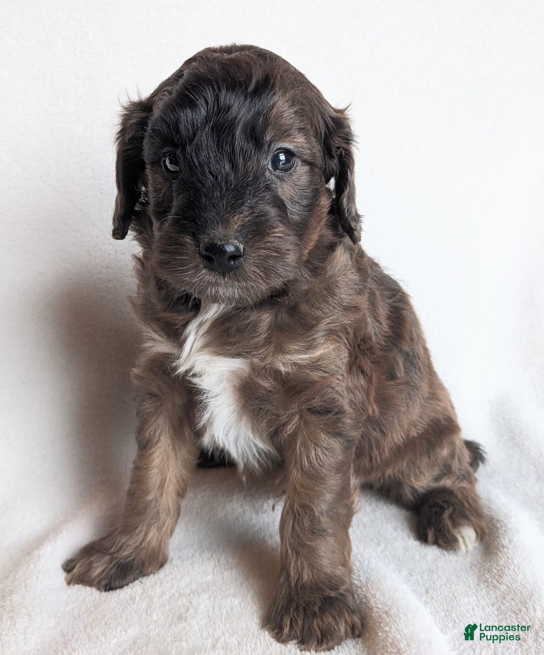 Mini Goldendoodle dogs Duke F1B - Ad 17