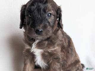 Mini Goldendoodle dogs Duke F1B - Ad 9