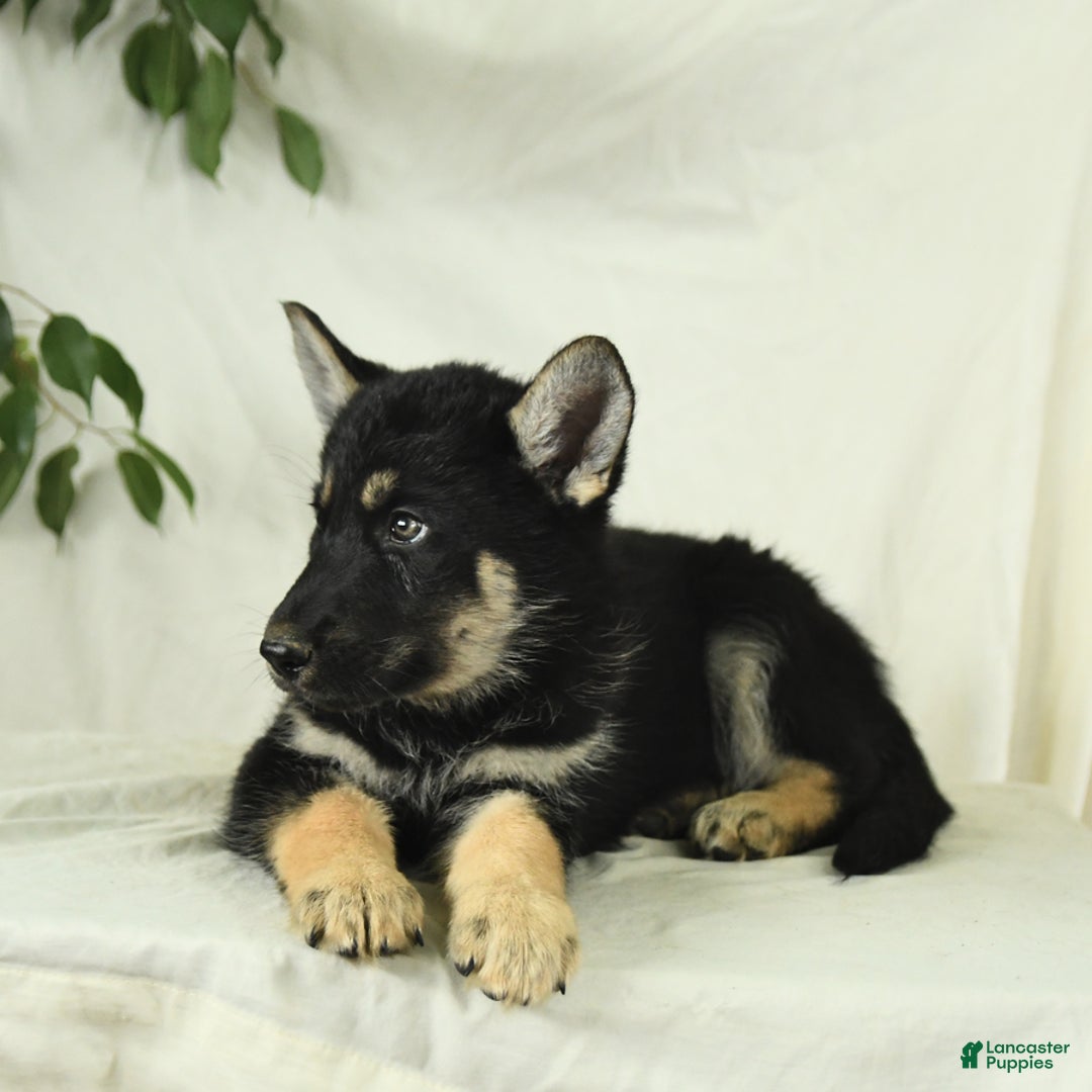 Gerberian Shepsky dogs for sale: Moonlight - Ad 6
