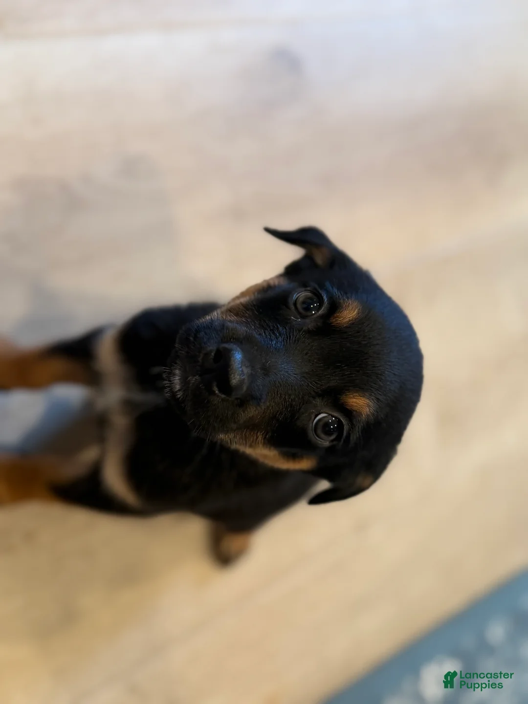 Mixed Breed dogs for sale: Girl 1 (no tail) Cosmo - Ad 2