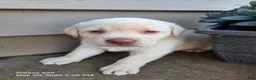 Labrador Retriever dogs for sale: Snow white  - Ad 3