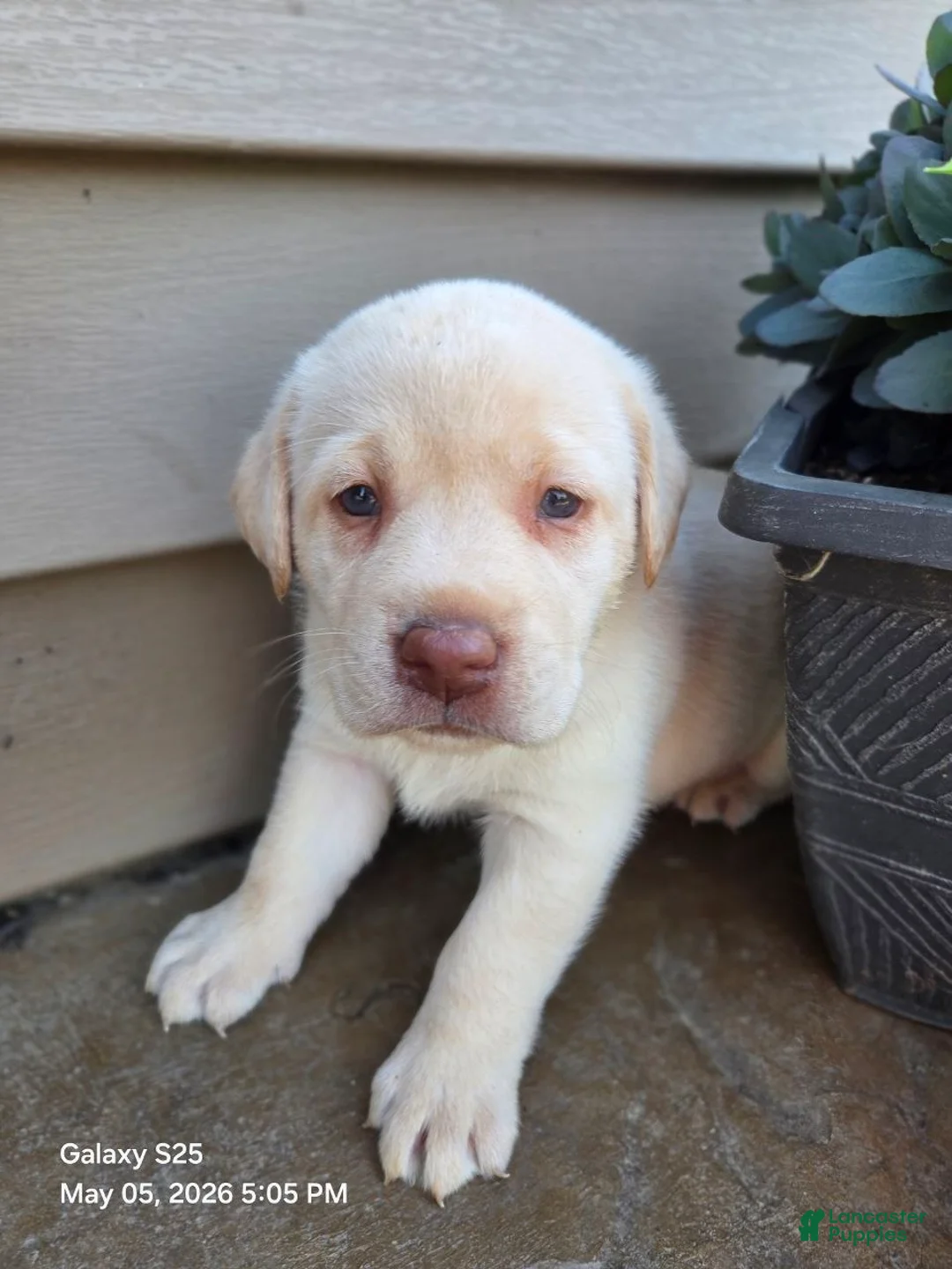 Labrador Retriever dogs for sale: Snow white  - Ad 3