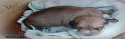 Dachshund dogs for sale: Wyatt - Ad 3
