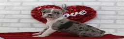 Frenchton dogs for sale: Archie - Ad 4