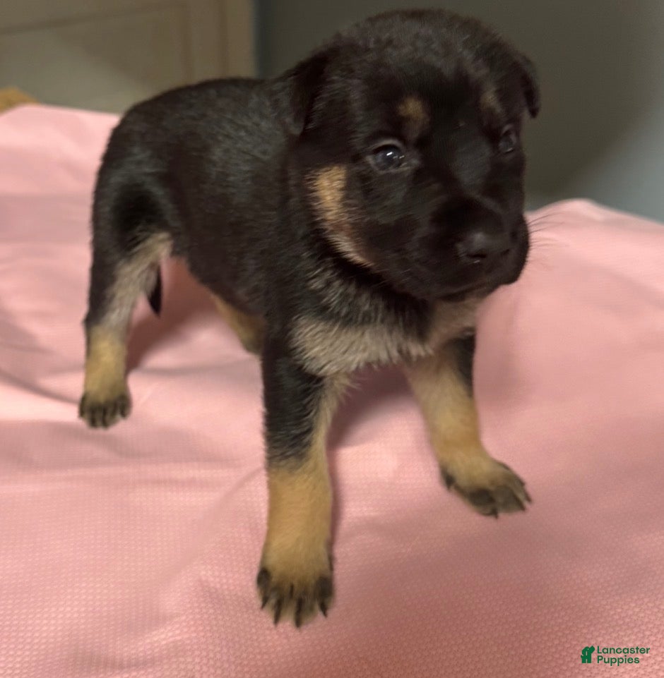 Gerberian Shepsky dogs Gerberian Shepsky Puppy 3 - Ad 24