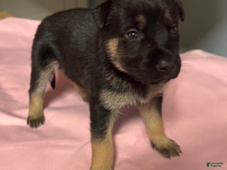 Gerberian Shepsky dogs Gerberian Shepsky Puppy 3 - Ad 29