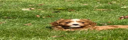 Cavapoo dogs for sale: Copper - Ad 6