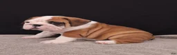 English Bulldog dogs for sale: Thor - Ad 7