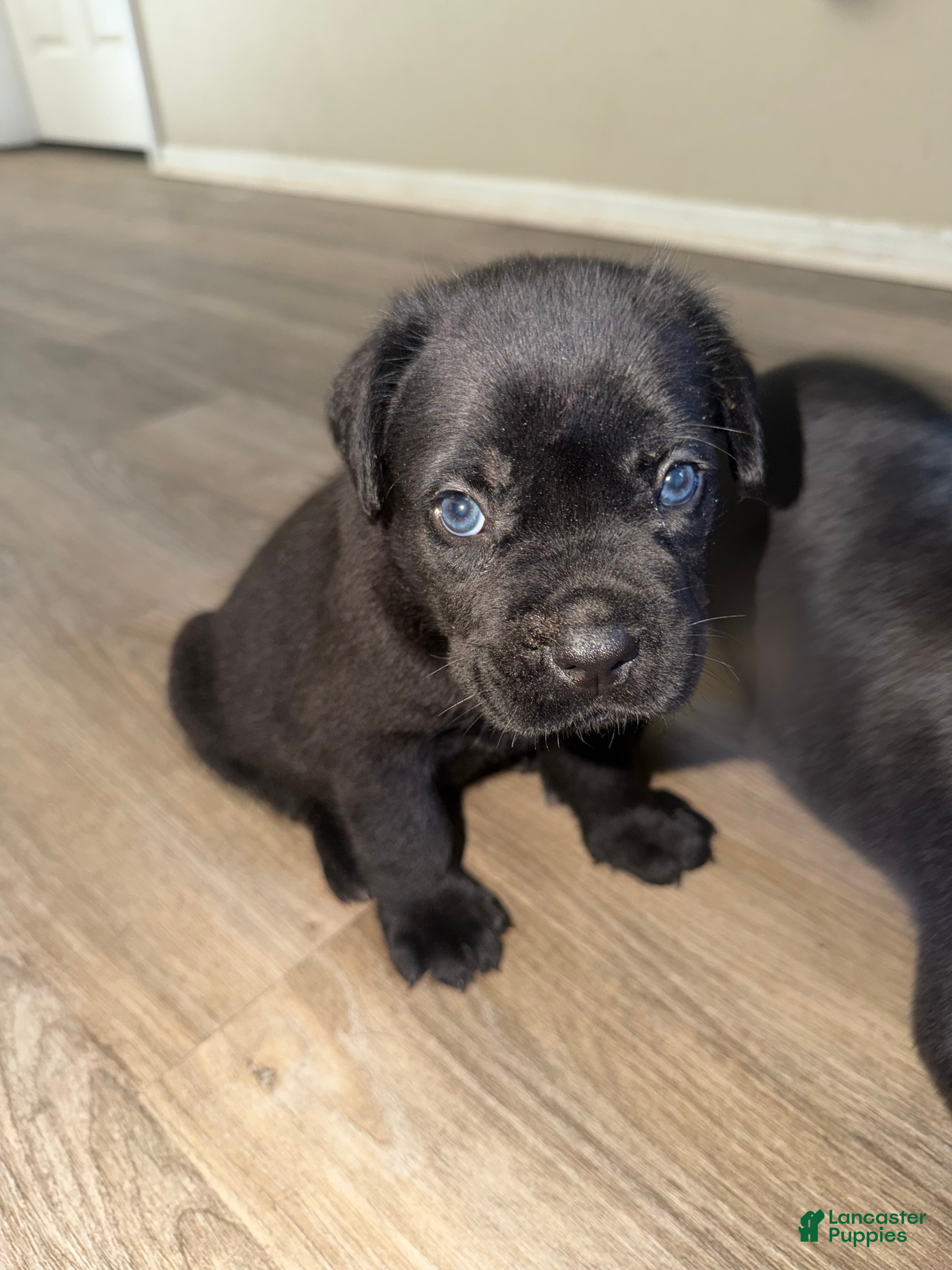 Cane Corso dogs Cane Corso 5 - Ad 16