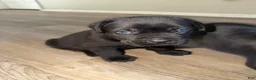 Cane Corso dogs for sale: Cane Corso 5 - Ad 1