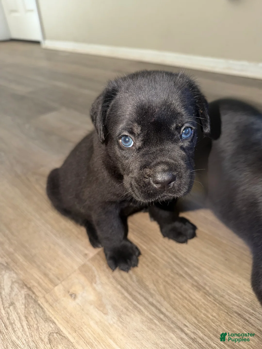 Cane Corso dogs for sale: Cane Corso 5 - Ad 1