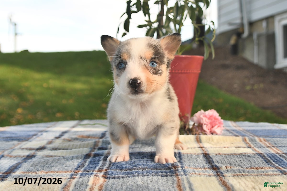 Welsh Corgi Pembroke dogs Cider - Ad 2