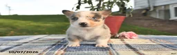 Welsh Corgi Pembroke dogs for sale: Cider - Ad 2