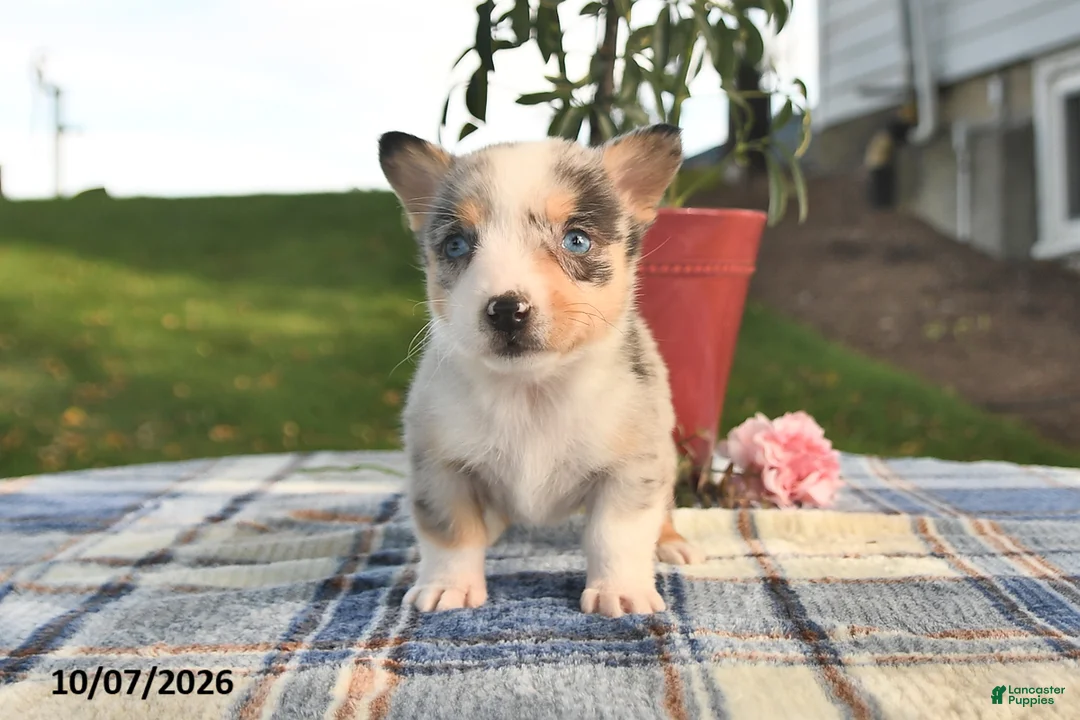 Welsh Corgi Pembroke dogs for sale: Cider - Ad 2