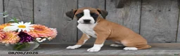Boxer dogs for sale: Harper - Ad 1