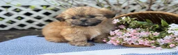 Shih Tzu dogs for sale: Daisy - Ad 4