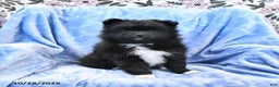 Pomeranian dogs for sale: Tigger - Ad 6