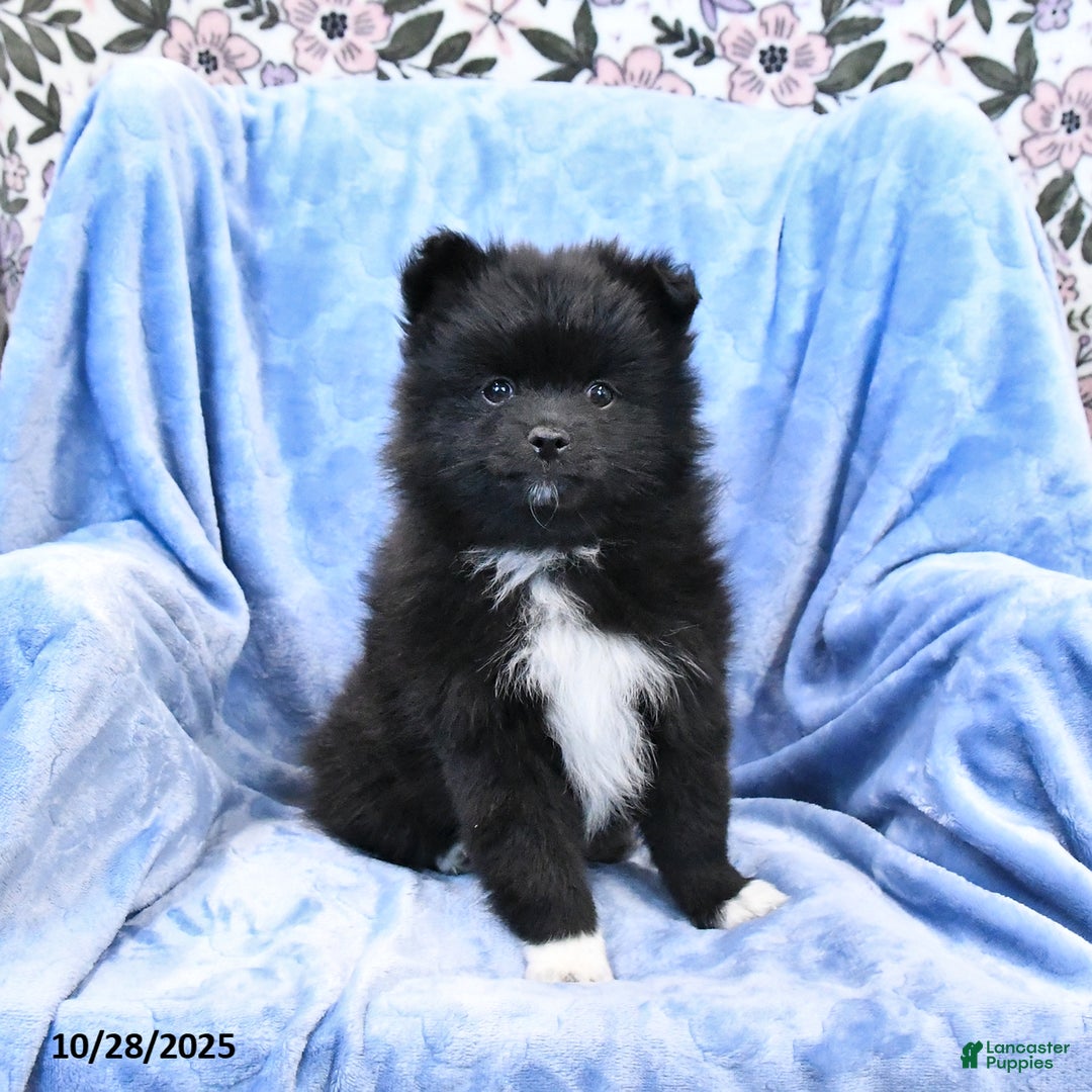 Pomeranian dogs for sale: Tigger - Ad 6