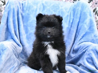 Pomeranian dogs - Ad 36