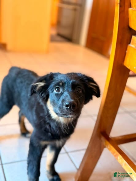 Australian Shepherd dogs Australian Shepherd 2 - Ad 3