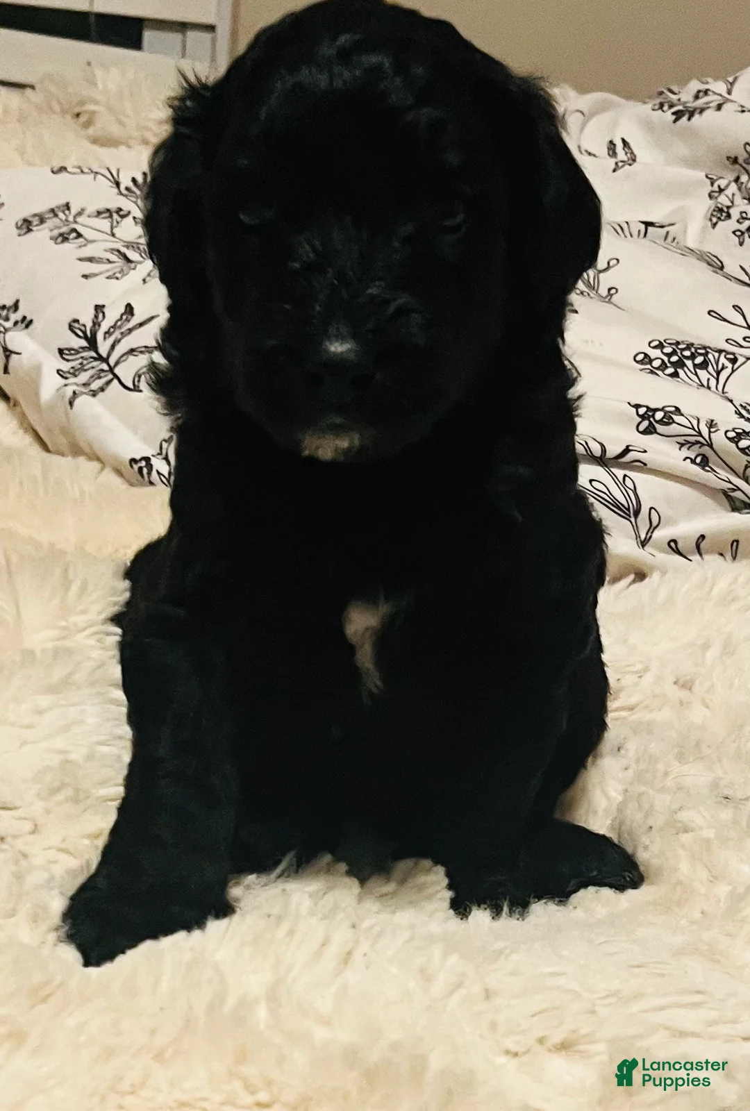 Aussiedoodle dogs for sale: Lucky  - Ad 5