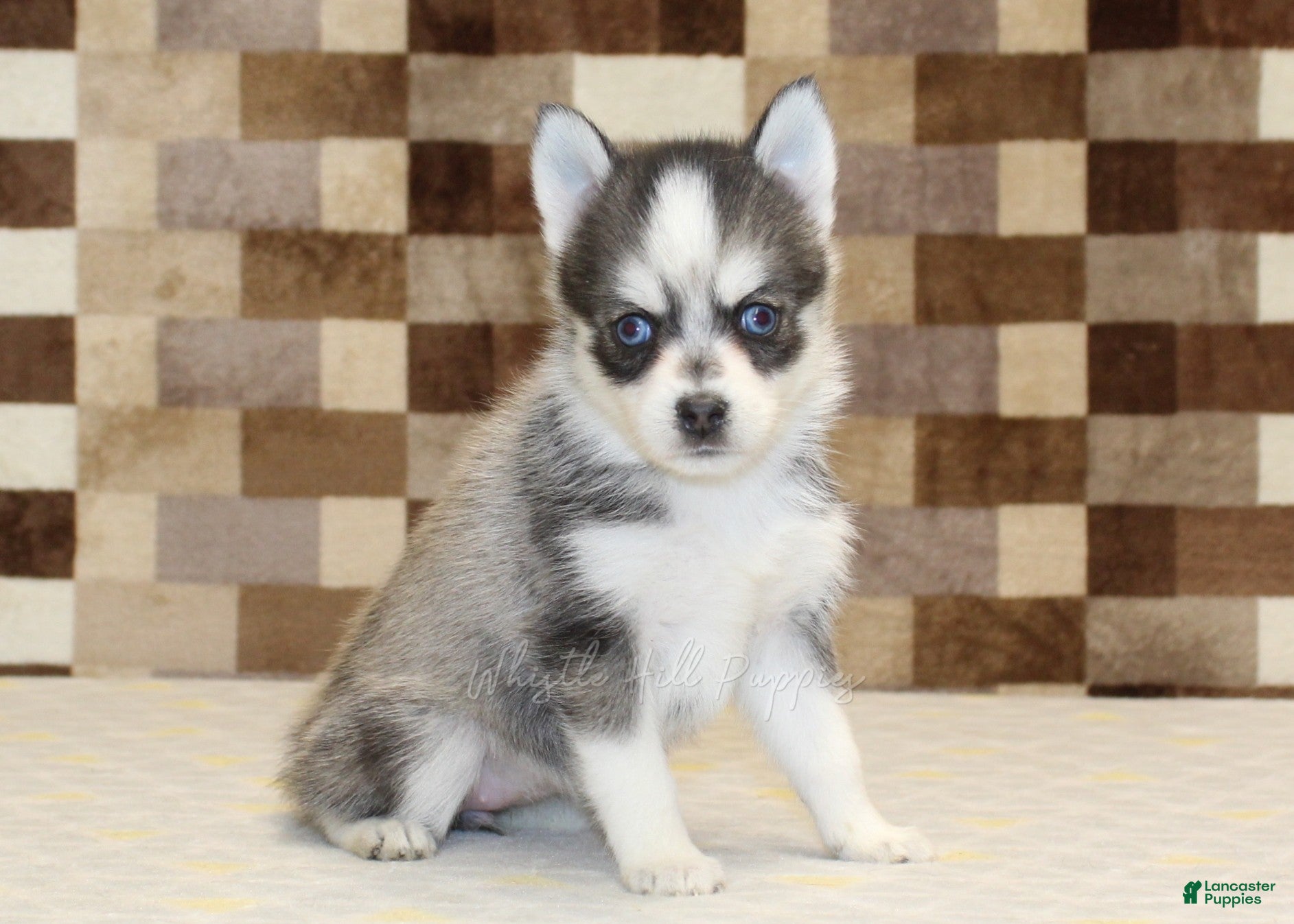 Pomsky dogs Jewel - Ad 42