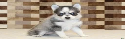 Pomsky dogs for sale: Jewel - Ad 1