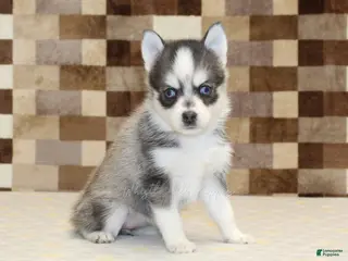 Pomsky dogs Jewel - Ad 42