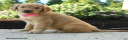 Golden Retriever dogs for sale: Hershey - Ad 5