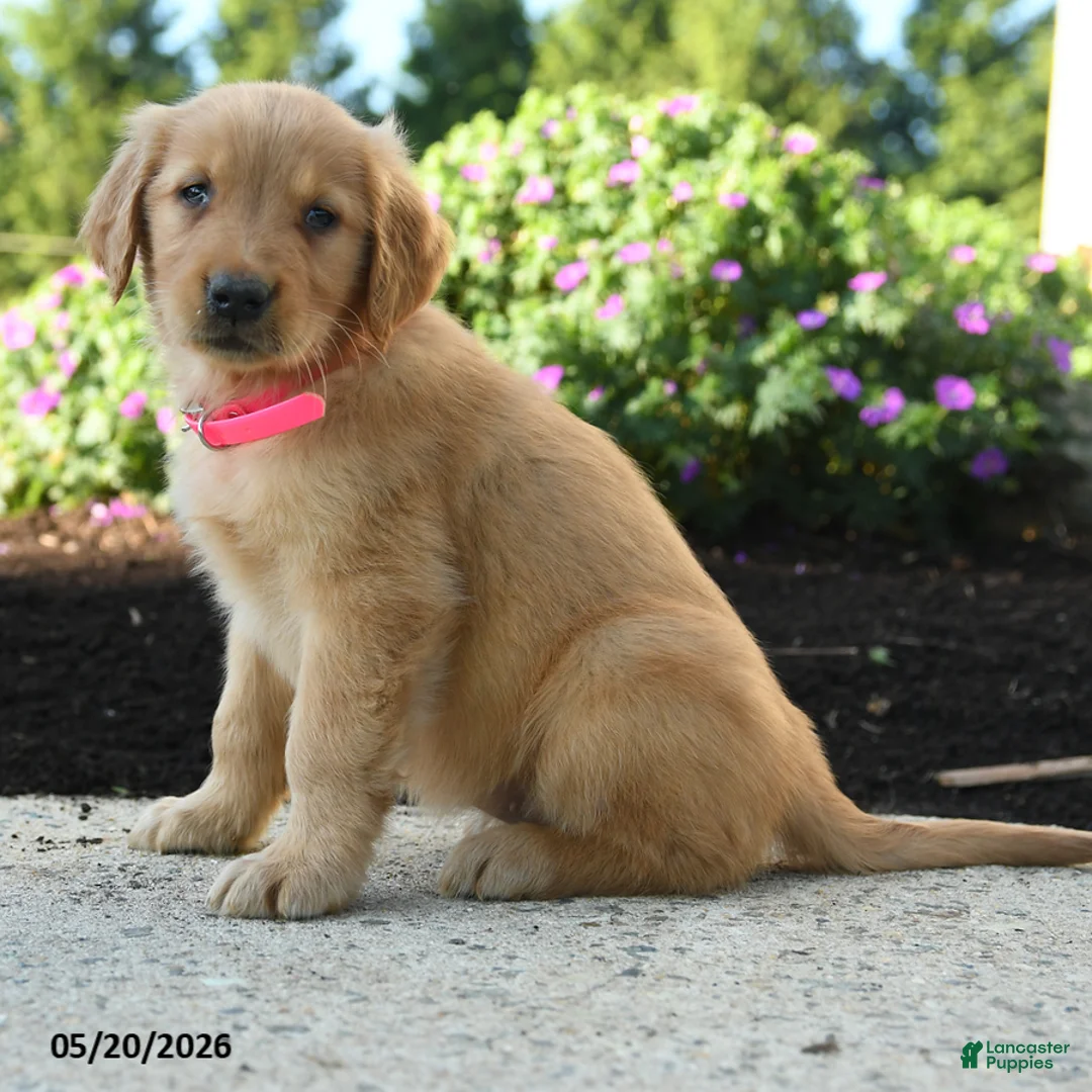 Golden Retriever dogs for sale: Hershey - Ad 5