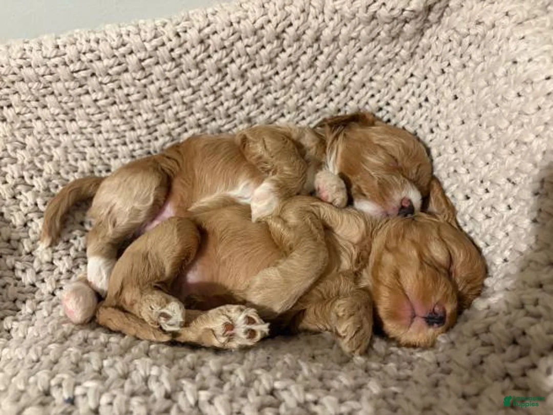 Cockapoo dogs for sale: Jace - Ad 1