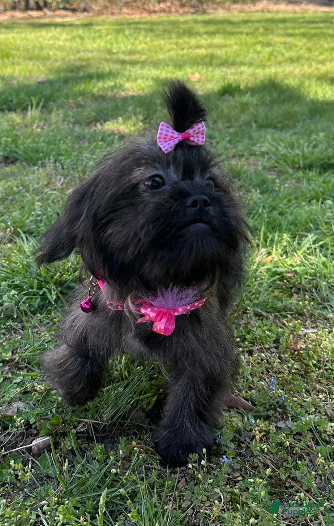 Mixed Breed dogs for sale: Molly - Ad 8