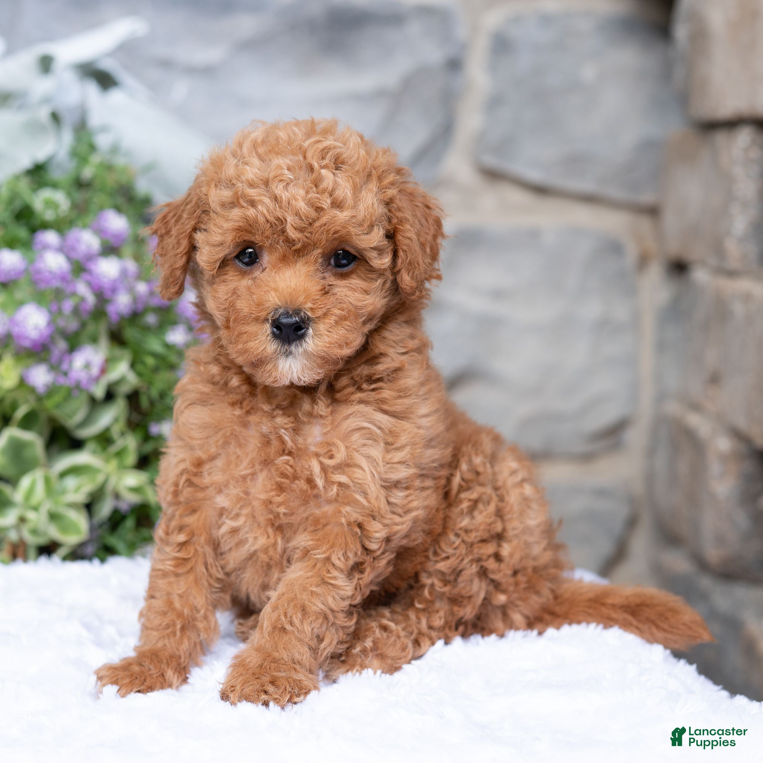 Havapoo dogs Anya  - Ad 1