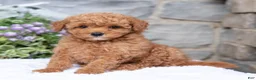 Havapoo dogs for sale: Anya  - Ad 1