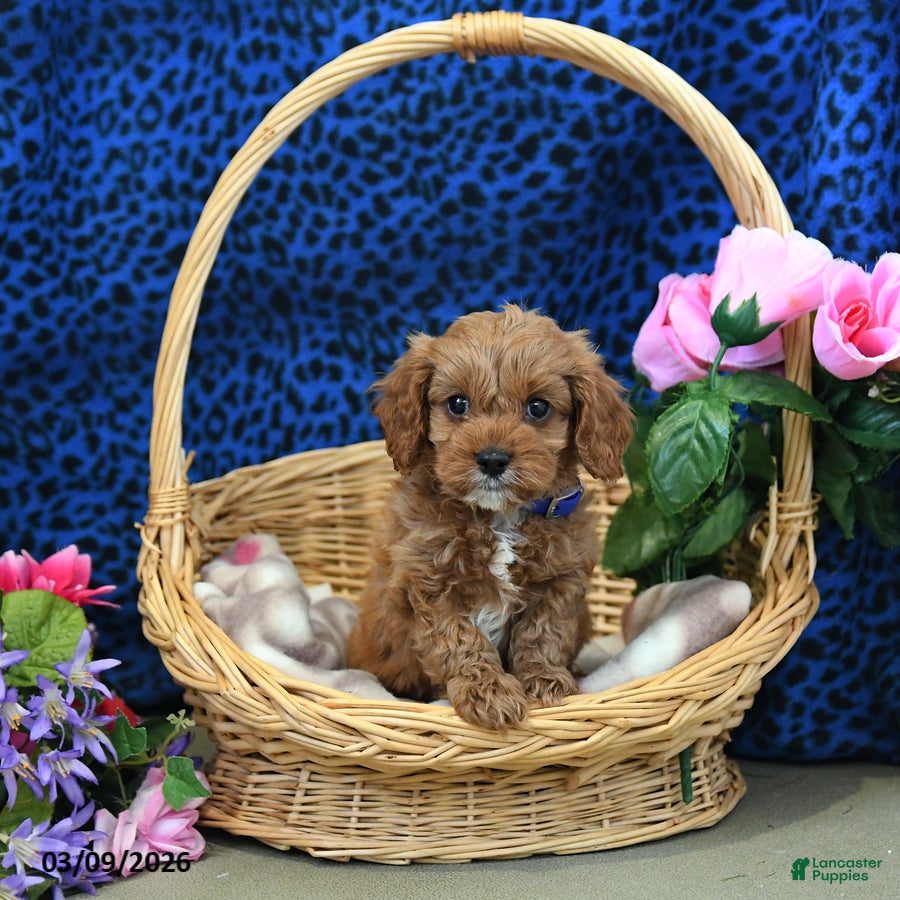 Cavapoo dogs Stellar - Ad 1