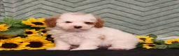 Miniature Poodle dogs for sale: Yale - Ad 4