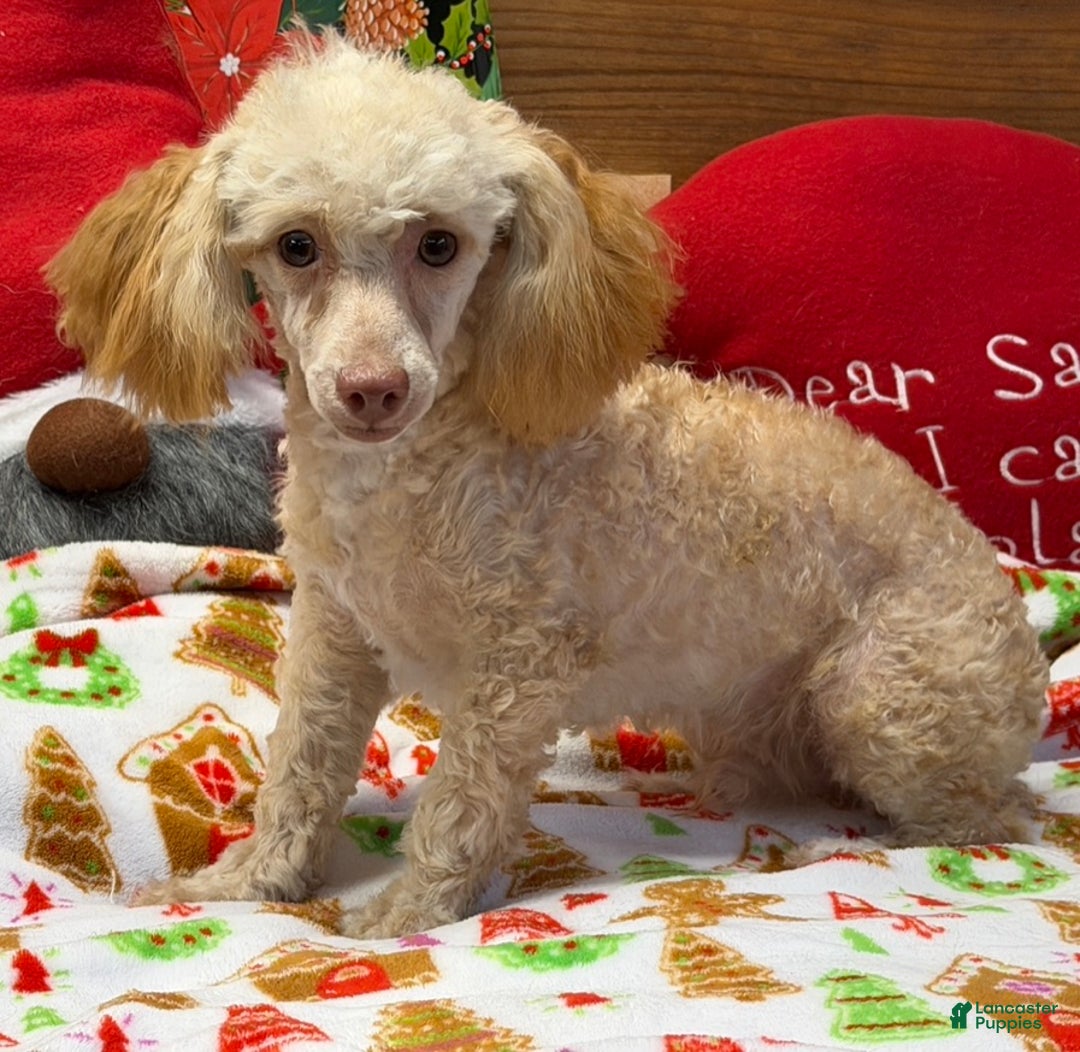 Toy Poodle dogs for sale: Oliver - Ad 1