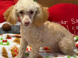 Toy Poodle dogs Oliver - Ad 38