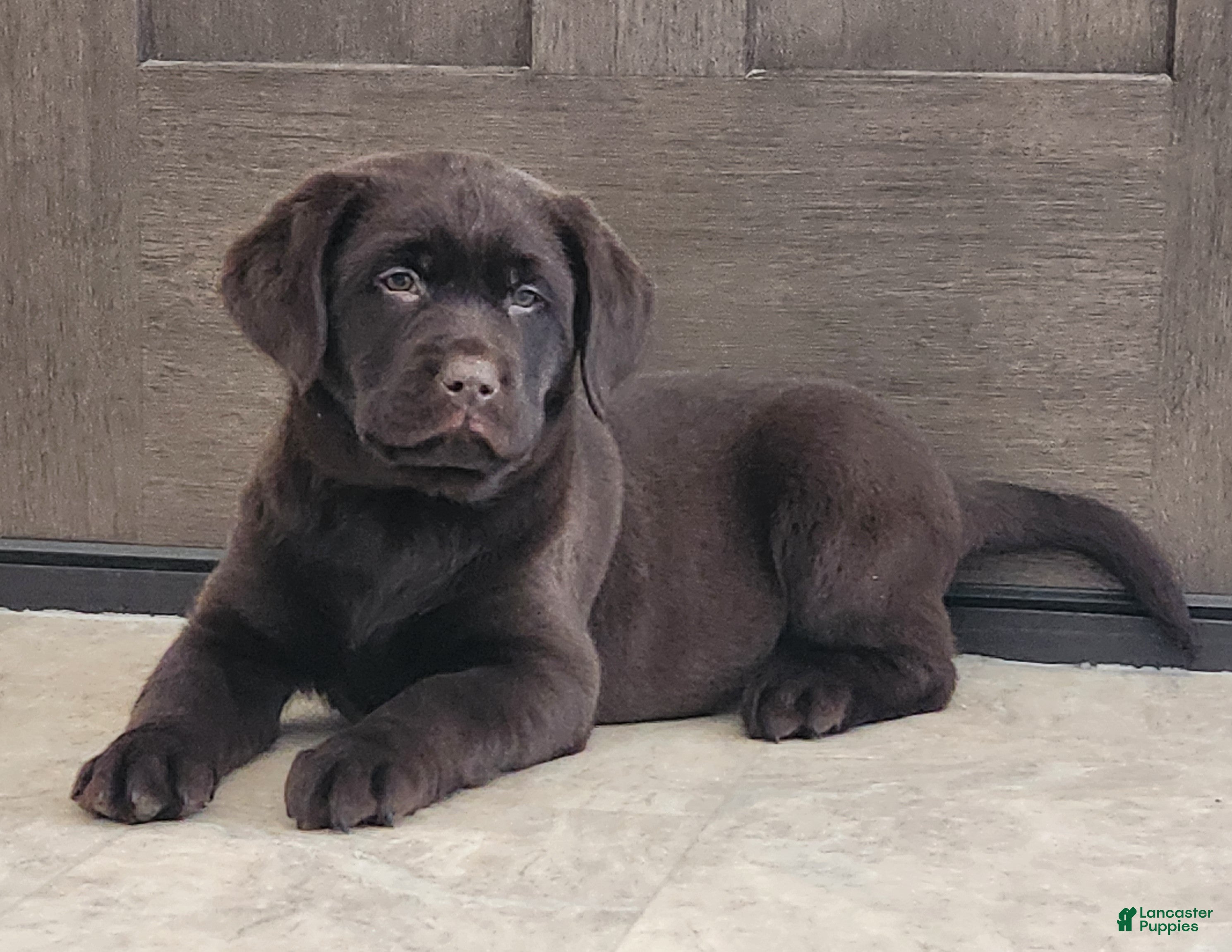 Labrador Retriever dogs Flynn - Ad 19