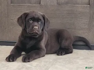 Labrador Retriever dogs Flynn - Ad 19