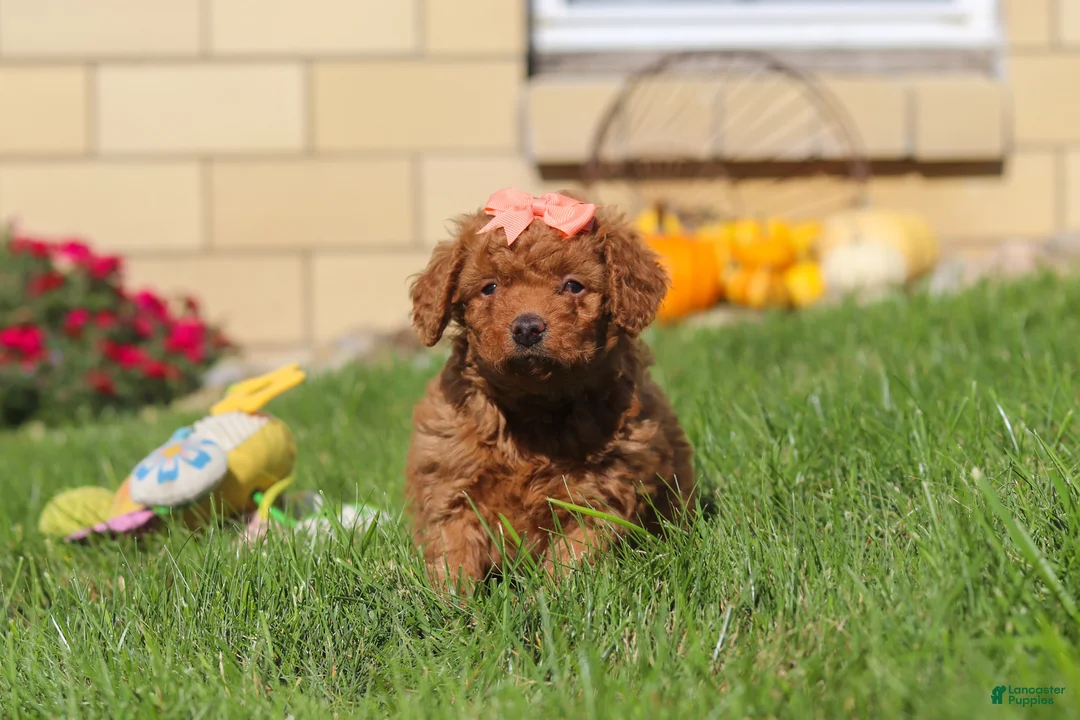 Mini Goldendoodle dogs for sale: Sadie - Ad 2