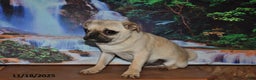 Pug dogs for sale: Wee Willy Winkie - Ad 5