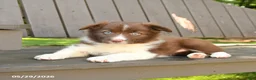 Border Collie dogs for sale: Macy - Ad 3