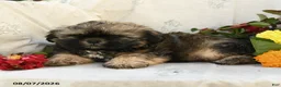 Shih Tzu dogs for sale: Rusty - Ad 3