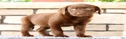 Labrador Retriever dogs for sale: Mindy - Ad 3