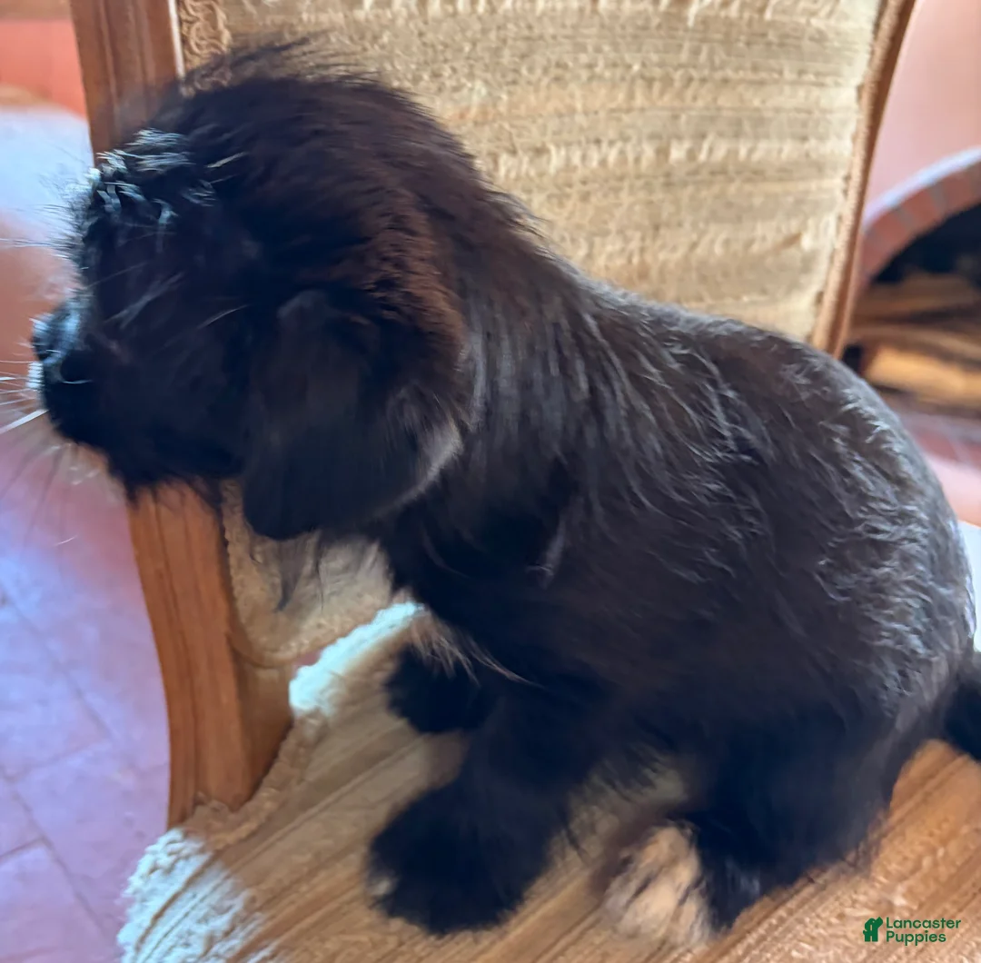 Mixed Breed dogs for sale: Mixed Breed 3 - Ad 2