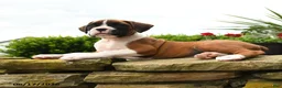 Boxer dogs for sale: Todd - Ad 3
