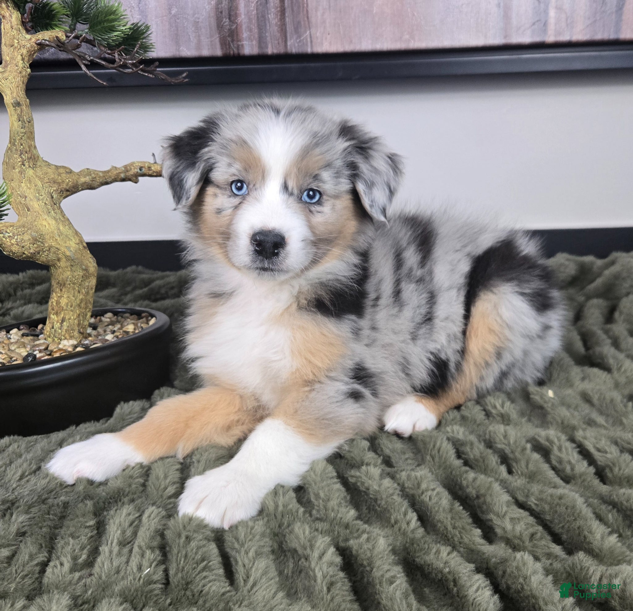 Miniature Australian Shepherd dogs Samson - Ad 2