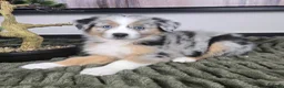 Miniature Australian Shepherd dogs for sale: Samson - Ad 2