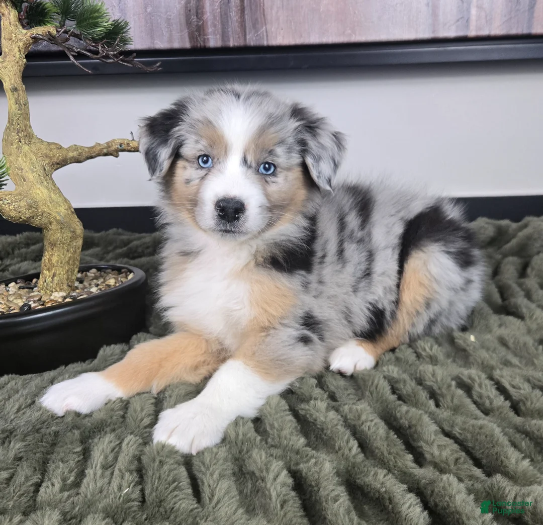 Miniature Australian Shepherd dogs for sale: Samson - Ad 2